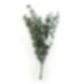 eucalyptus shower bunch